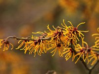 Kalm201401 Hamamelis x intermedia 4882